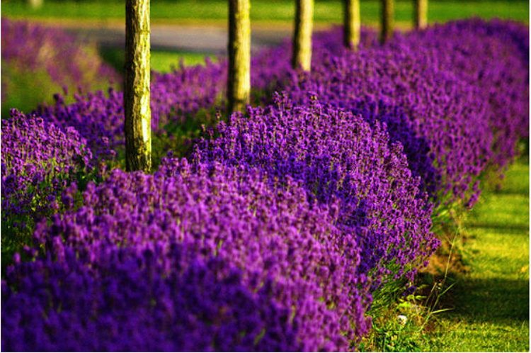 Hạt giống hoa lavender (oải hương) chất lượng