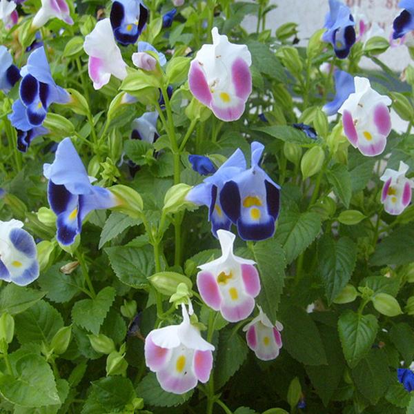 Hạt giống hoa Tố Liên – Mắt lai dễ dàng trồng thế nào đẹp nhất