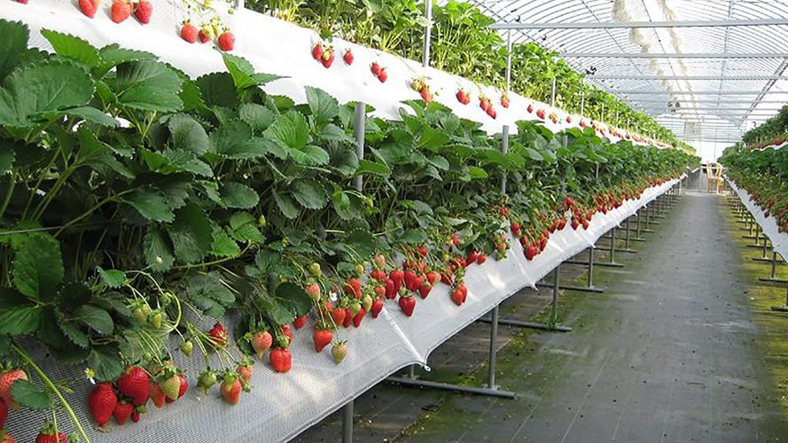 Các tiêu chuẩn khi xây dựng nhà màng nhà kính trồng rau
