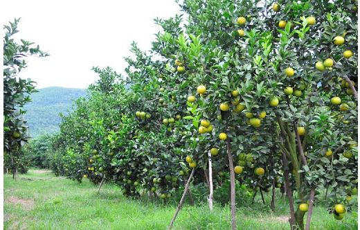 Tổng hợp nguyên nhân khiến cây ăn quả không ra trái