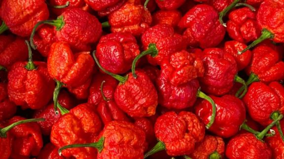 Khám phá những loại ớt cay nhất thế giới có thể bạn chưa biết