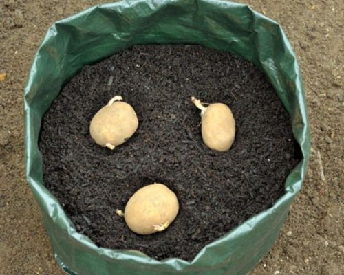 2 cách trồng khoai tây vô cùng đơn giản