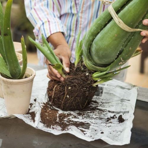 Bệnh thường gặp trên cây lô hội và cách chăm sóc cây lô hội bệnh