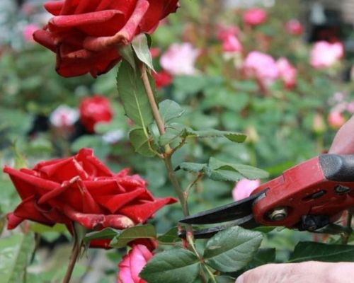 Cách giâm cành hoa hồng và cách chăm sóc hoa hồng từ cành giâm