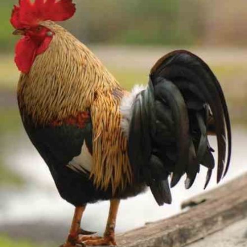 ngan-ngua-sen-tran 
