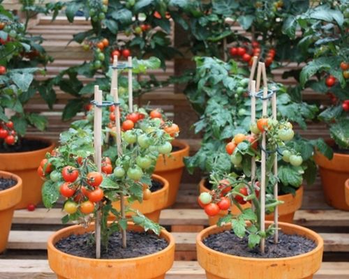 Trồng cà chua bi như thế nào cho năng suất cao nhất