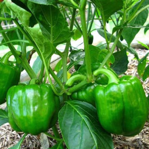 Cách trồng ớt chuông xanh trong chậu dễ dàng, đạt năng suất cao