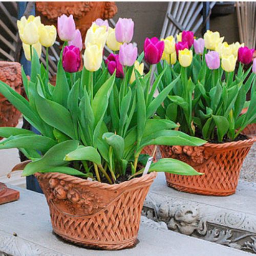 Làm thế nào để trồng hoa tulip