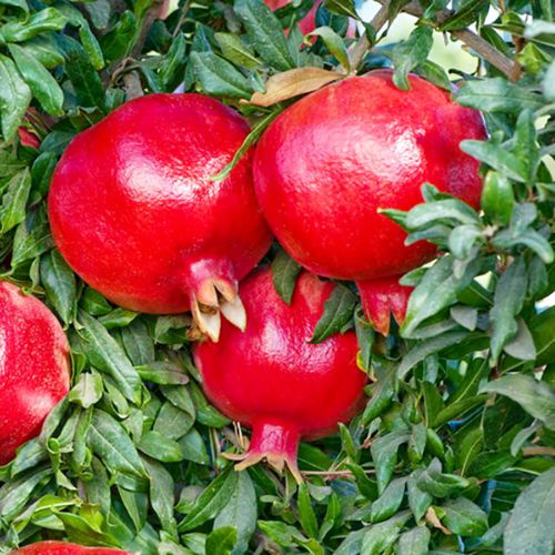 Làm thế nào để trồng lựu tại nhà – cách chăm sóc cây lựu