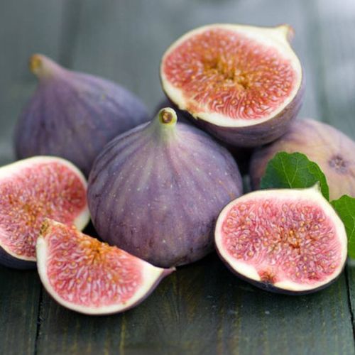 Trồng cây sung ( cây vả mật ) như thế nào