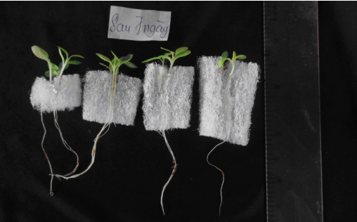 Khảo sát sự sinh trưởng và năng suất của rau xà lách thuỷ canh trên giá thể bông lọc nước