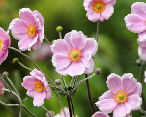 Trồng và chăm sóc hoa hải quỳ – loài hoa nhỏ nhắn tô điểm cho khu vườn