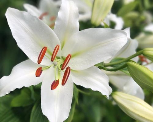 Cách trồng và chăm sóc hoa lily – loài hoa mang vẻ đẹp thanh lịch