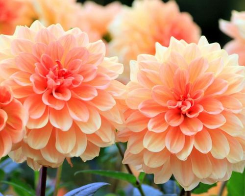 Kỹ thuật trồng và chăm sóc hoa thược dược – loài hoa của tình yêu ngọt ngào