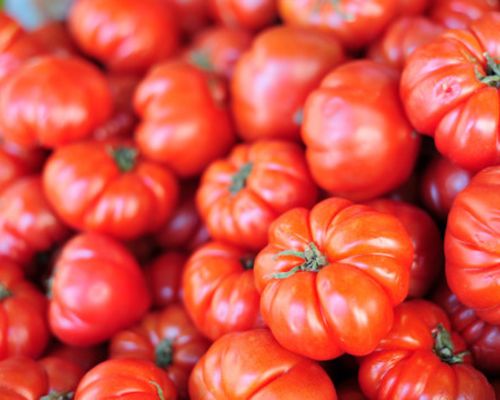 Top 5+ giống cà chua được trồng phổ biến ở Việt Nam